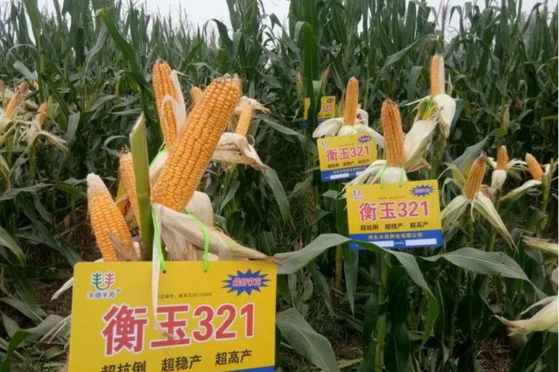 衡玉321 衡玉321