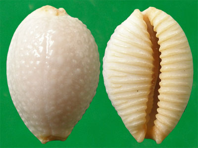 鯊皮寶螺（上海岡瓦納自然網）