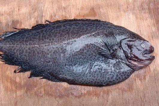襤魚科 襤魚科