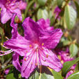 紫花杜鵑
