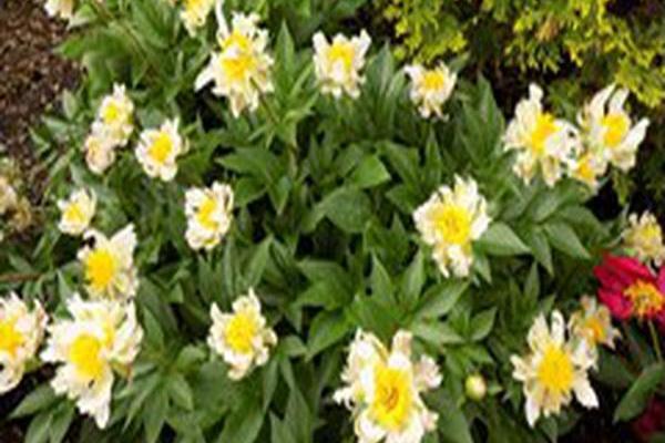 Paeonia lactiflora \x27Green Lotus\x27