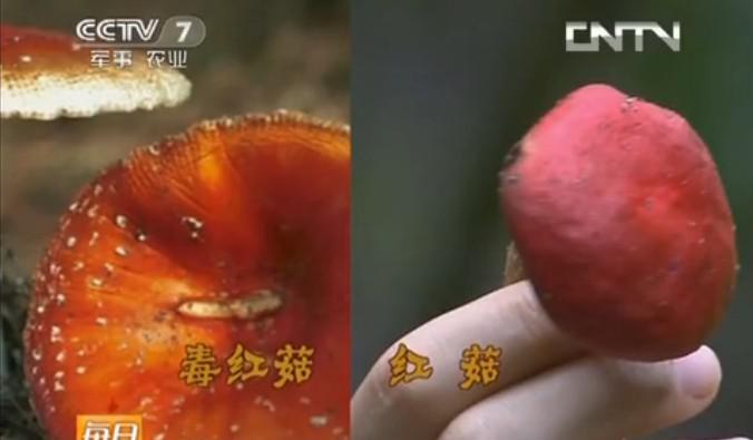 毒紅菇與真紅菇辨別4