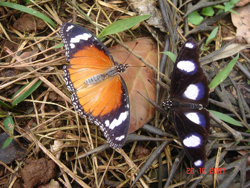 一對金斑蛺蝶，左雌右雄
