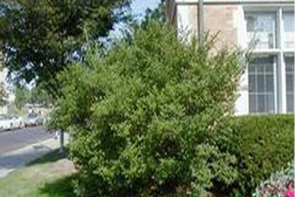 Ligustrum ovalifolium Ligustrum ovalifolium