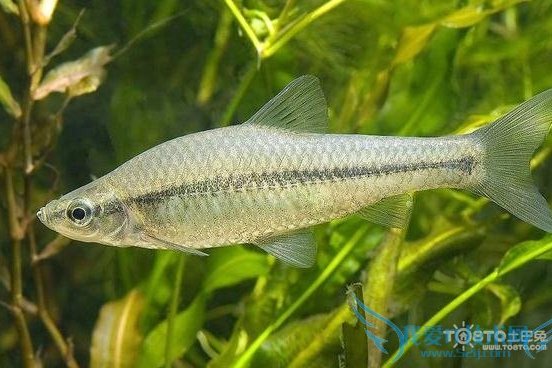 須軟魚 須軟魚