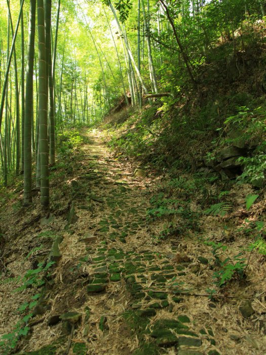 梅山嶺古道 梅山嶺古道