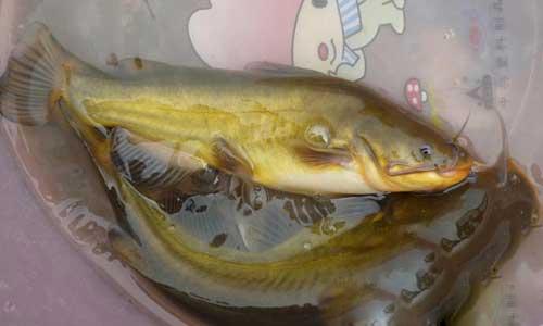江黃顙魚