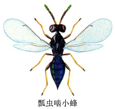 瓢蟲齧小蜂