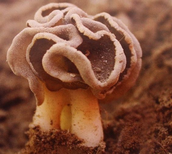 裂蓋馬鞍菌 裂蓋馬鞍菌