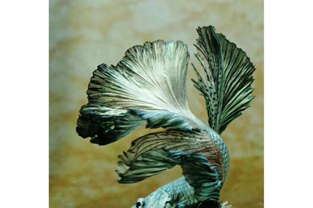 毛足鬥魚屬 毛足鬥魚屬