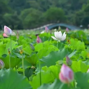 建蓮(建寧蓮子)