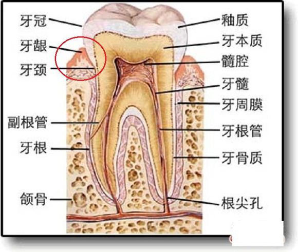 牙周組織