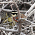 麗月胸竄鳥 麗月胸竄鳥