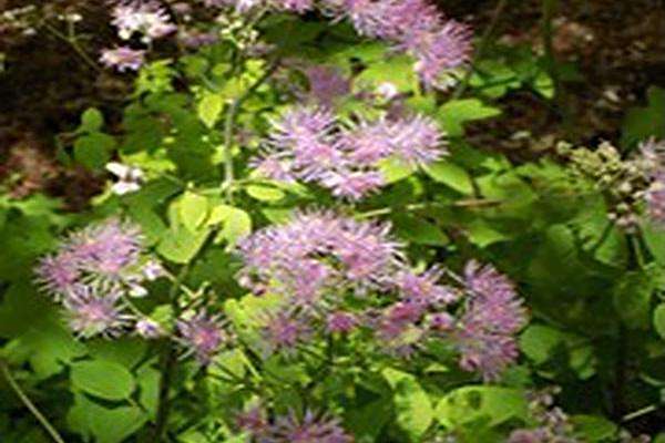 Thalictrum \x27Black Stockings\x27