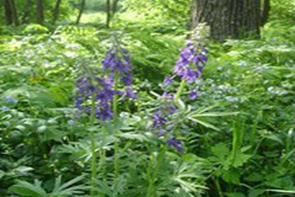 Delphinium tricorne