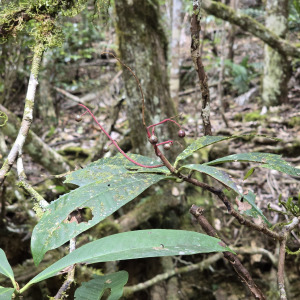 Tapeinosperma amieuense