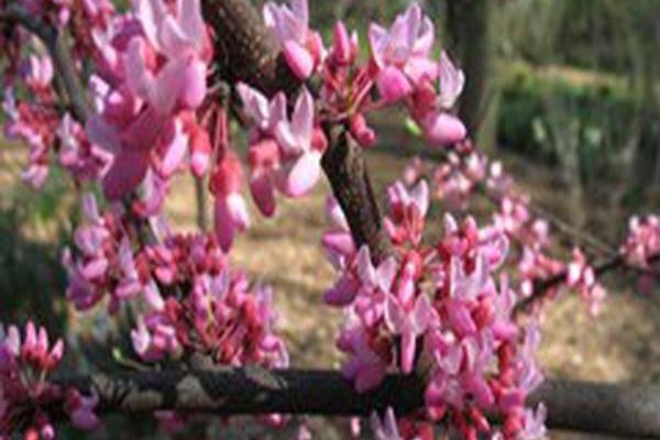 Cercis canadensis \x27Tennessee Pink\x27