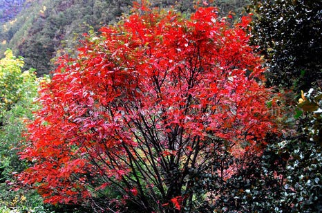 紅葉樹