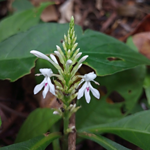 Odontonema albiflorum