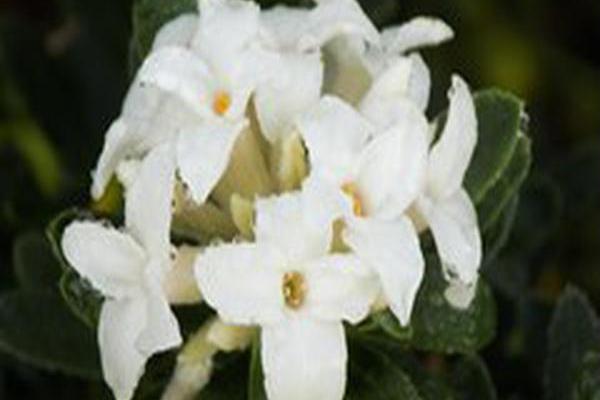Daphne × transatlantica \x27Blafra\x27 ETERNAL FRAGRANCE Daphne × transatlantica \x27Blafra\x27 ETERNAL FRAGRANCE
