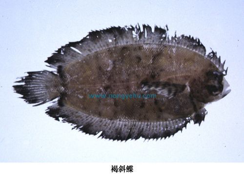 褐斜鰈 褐斜鰈