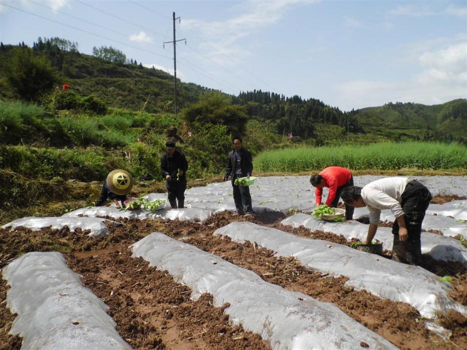 大麻村(河北省黃驊市齊家務鄉下轄村) 大麻村(河北省黃驊市齊家務鄉下轄村)