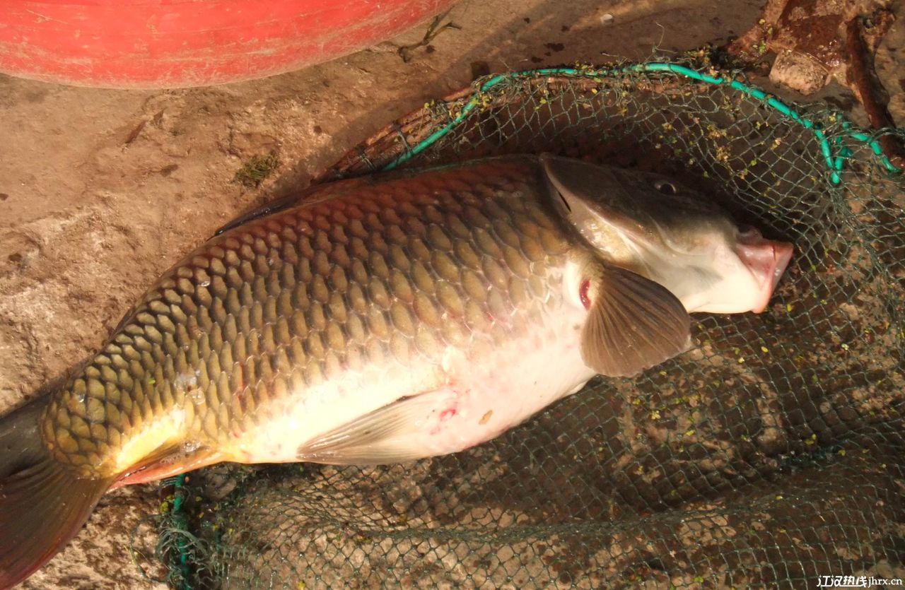 鯉魚(鯉拐子)