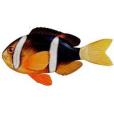 二帶雙鋸魚 二帶雙鋸魚