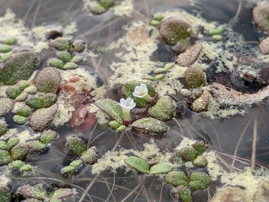 Gratiola amphiantha