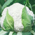珍寶(花椰菜品種名稱) 珍寶(花椰菜品種名稱)