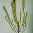 扁滸苔 扁滸苔