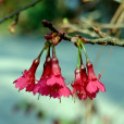 鐘花櫻桃(鐘花櫻花) 鐘花櫻桃(鐘花櫻花)