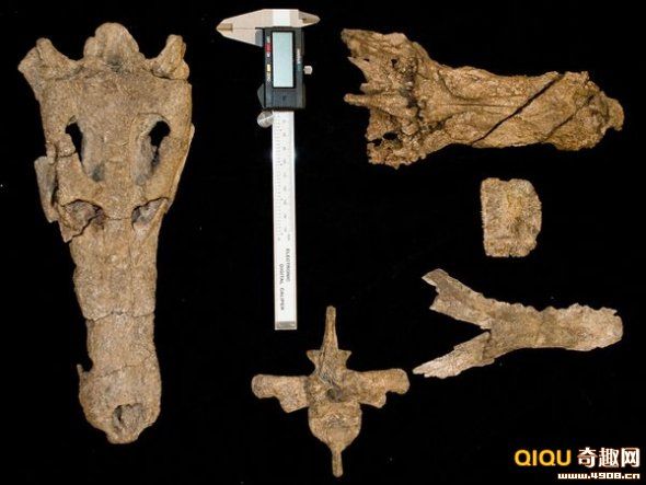 Cerrejonisuchus improcerus Cerrejonisuchus improcerus