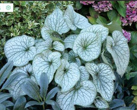 Brunnera macrophylla \x27Alexander\x27s Great\x27 Brunnera macrophylla \x27Alexander\x27s Great\x27