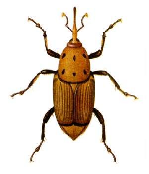 紅棕象甲蟲