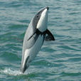 紐西蘭黑白海豚