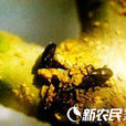 桑象甲 桑象甲