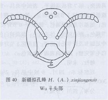 新疆擬孔蜂 新疆擬孔蜂