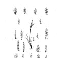展穗鹼茅 展穗鹼茅