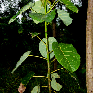 Ficus nymphaeifolia