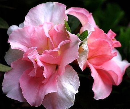 梅花蓉杜鵑 梅花蓉杜鵑