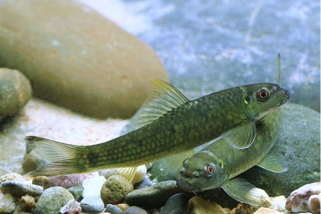 盲墨頭魚屬