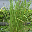 頂芽新月蕨 頂芽新月蕨