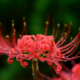 曼珠沙華(地獄花（植物紅花石蒜別稱）)