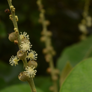 Croton xalapensis