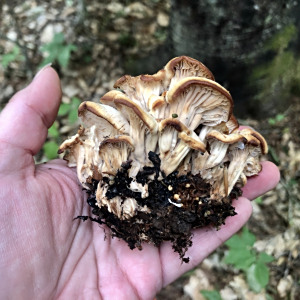 螺殼菌