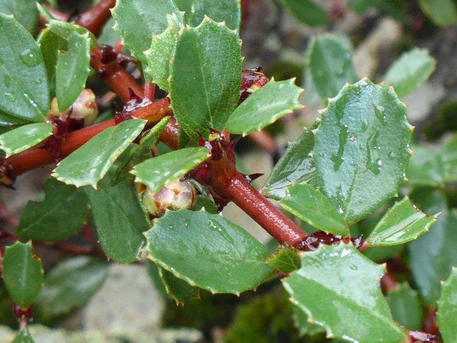 Ceanothus gloriosus