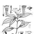 大果蛇根草 大果蛇根草