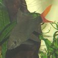 雙色角魚 雙色角魚