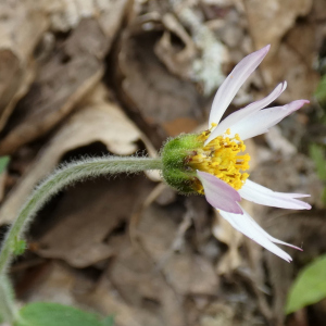 Alloispermum longiradiatum